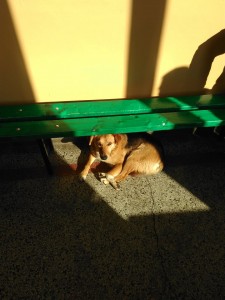 28832436_1659599207464885_1547744874_n